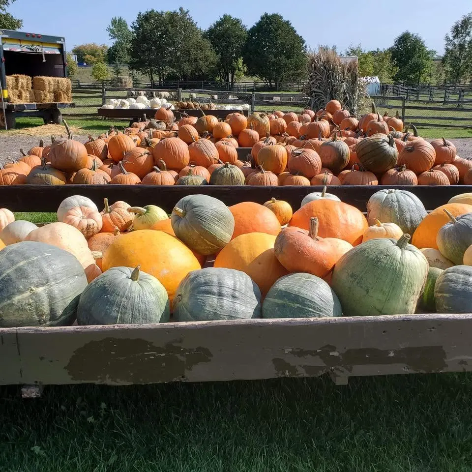 A sunny farm scene shows a wagon overflowing with orange pumpkins and colorful gourds, with hay bales, trees, and fenced fields behind.